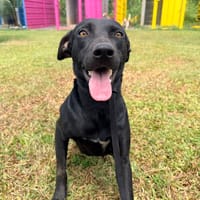 MOON femelle BERGER CRÉOLE, chienne à adopter