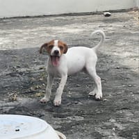 MYLA , chiot femelle Berger Créole, chienne à adopter