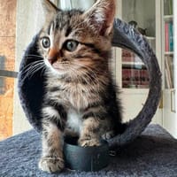 JAVA, chatte à adopter