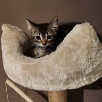 *BELLA*, chatte à adopter