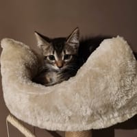 LUNA, chatte à adopter