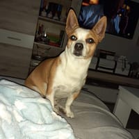 ATUN, chien à adopter