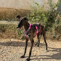 VELA, chienne à adopter