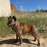 SUNRISE, chien à adopter