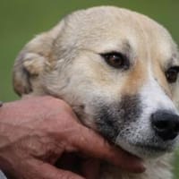 Bly - verspielte Junghündin, Hündin zur Adoption