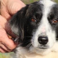 Pintia - zutraulich u. kinderlieb, Hündin zur Adoption