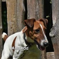 AMANDA, Hündin zur Adoption