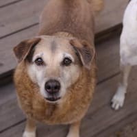 Seniorin BUNI sucht einen Lebensplatz!, Hündin zur Adoption