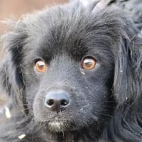 Juna - goldiger, verspielter Jungrüde, Hund zur Adoption