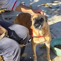 🆘RUBY in 91616 Neusitz wartet auf ♥ 🆘‼, Hündin zur Adoption