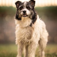 Lana eine liebevolle Terrier-Mix-Hündin, Hündin zur Adoption