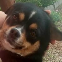 Evita sucht Kuschelpartner, Hündin zur Adoption