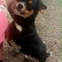 Evita sucht Kuschelpartner, Hündin zur Adoption