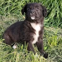 Welpe Chica sucht DICH, Hündin zur Adoption
