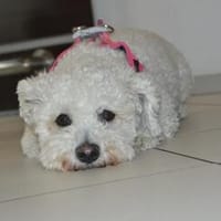 Lucky, Hund zur Adoption