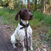 Sportliche Hundemensch(en) gesucht!, Hund zur Adoption