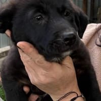 Welpe Balu sucht seine Familie, Hund zur Adoption