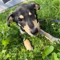 Mathijsa, Hündin zur Adoption