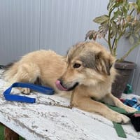 Mogli - schüchterner Rüde sucht Zuhause, Hund zur Adoption