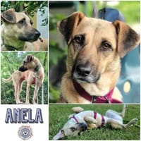 ANELA * fröhliche, unerschrockene Begleiterin, Hündin zur Adoption