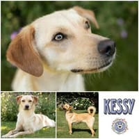 KESSY - bezaubernde Hündin mit Köpfchen & Herz, Hündin zur Adoption