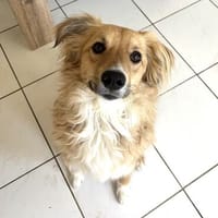 Toby, Hund zur Adoption