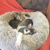 Kitten Vicky, Viviane & Vesna, Katze zur Adoption