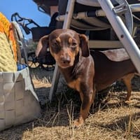 Mexi junger netter Dackelmischling, Hund zur Adoption
