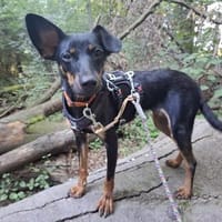 Princesa° in 45711 Datteln, Hündin zur Adoption