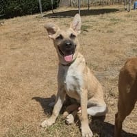 Falko netter junger Mischlingsrüde, Hund zur Adoption