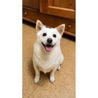 Softy - wartet in 83052 Bruckmühl, Hund zur Adoption