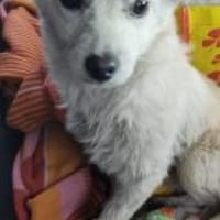 Seppi 35 cm (Pflegestelle), Hund zur Adoption