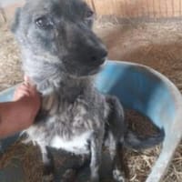 Lola 48 cm (Pflegestelle), Hündin zur Adoption