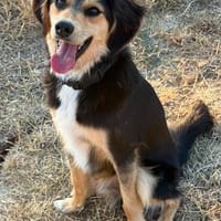 Twingo neugierig und aufgeschlossen, Hund zur Adoption