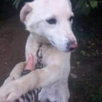 Fulgusor 44 cm (Pflegestelle), Hund zur Adoption