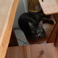 Honey W ~6jahre, Katze zur Adoption