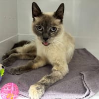 MIMINE, chatte à adopter