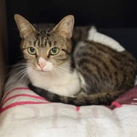 Themis CAB5822, chatte à adopter
