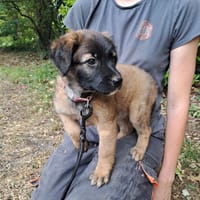 BROWNIE, chienne à adopter