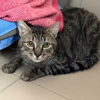 Orion CAB5859, chat à adopter
