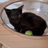 EUSTACHE, chat à adopter