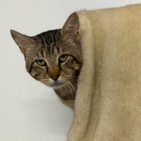 Hermes CAB5817, chat à adopter
