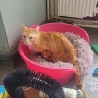 ROUKY, chat à adopter