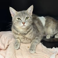 Persephone CAB5819, chatte à adopter