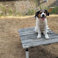 YOGA, chien à adopter