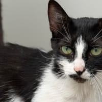 Fidji CAB5897, chatte à adopter