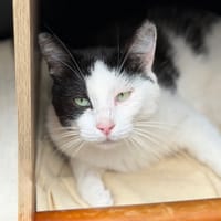 Apollon CAB5821, chat à adopter