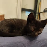 MUSTA, chatte à adopter
