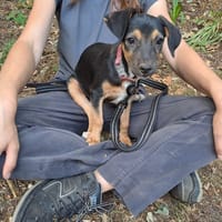 HAVEN, chienne à adopter