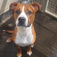 ROULADE, chien à adopter